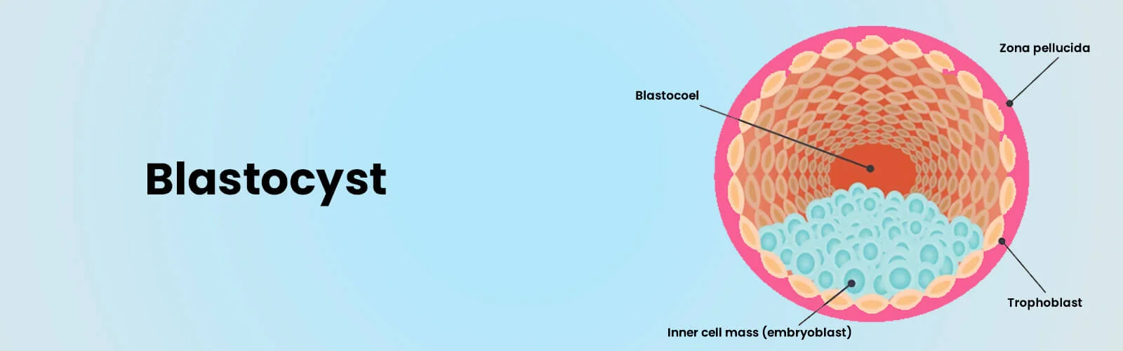 blastocyst-banner