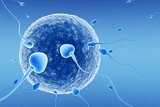 egg-or-sperm-role-in-infertility-blog-middle-1
