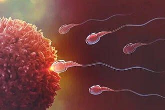 egg-or-sperm-role-in-infertility-blog-middle-2