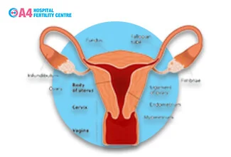 endometrial-thickness-what-you-need-to-know-blog-middle-1