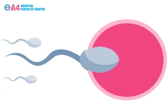 how-long-the-sperm-lives-inside-the-testicles-blog-middle-1