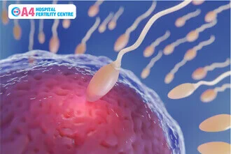how-long-the-sperm-lives-inside-the-testicles-blog-middle-2