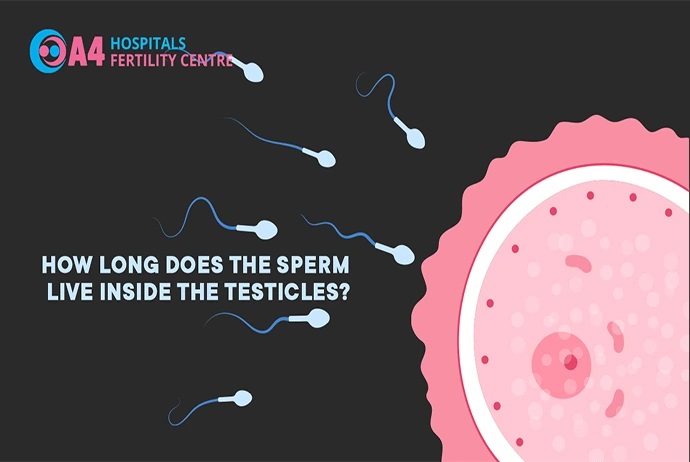how-long-the-sperm-lives-inside-the-testicles