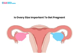 is-ovary-size-important-to-get-pregnant-blog-middle-1